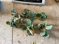 Kalanchoe fedtschenkoi Lavender Scallops Live Cutting or Starter