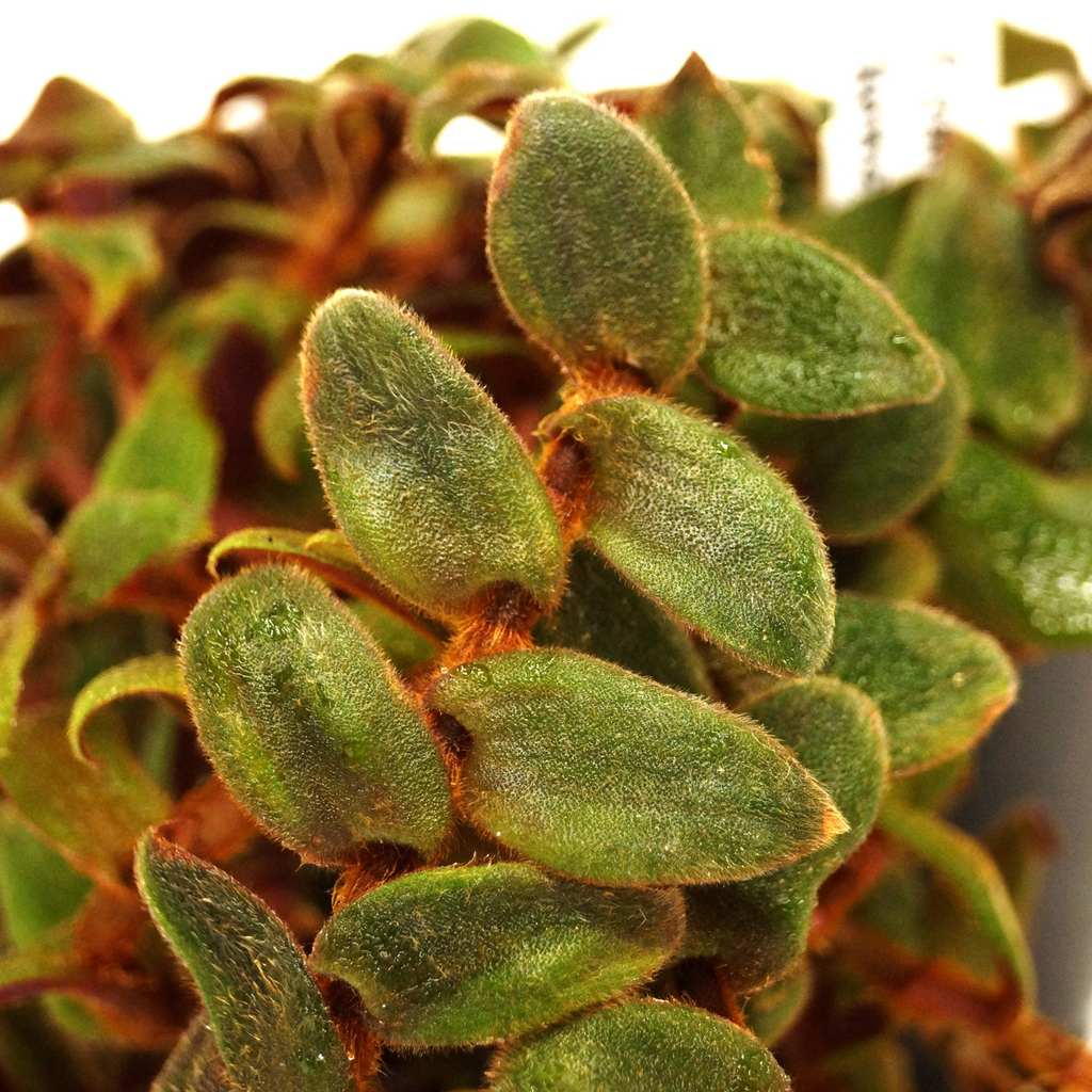 Cyanotis kewensis Teddy Bear Vine - 4 Unrooted Cuttings, Fuzzy Velvet Leaves