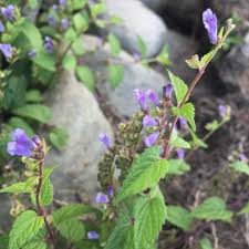 Skullcap Herb Seeds (Scutellaria lateriflora) – 100 Mad Dog Seeds for Planting