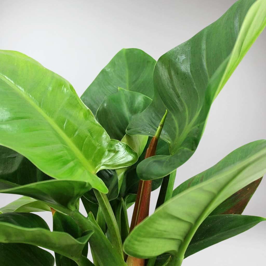 Imperial Green Philodendron | Philodendron erubescens, 4-Inch Pot