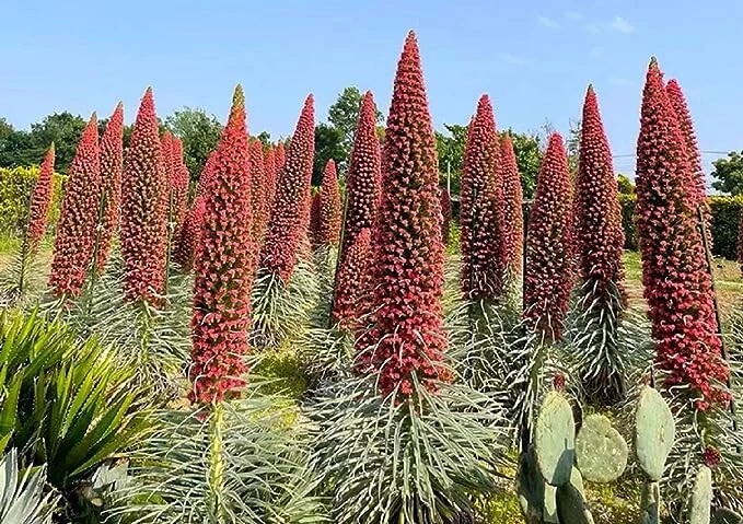 Tower of Jewels Echium wildpretii Live Plant - 3" Pot, Rare Biennial, Zone 9-10