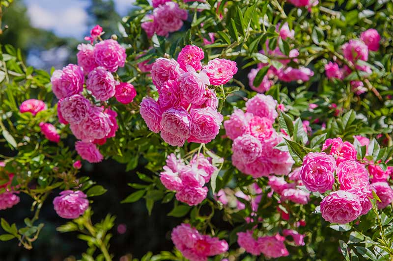 Rose Frosty Pink Floribunda Cuttings - 4 Fresh Fresh Cuttings with Rooting Powder