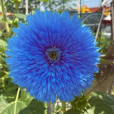 Blue Teddy Bear Sunflower Seeds - 50 Seeds, Heirloom, Pollinator Friendly