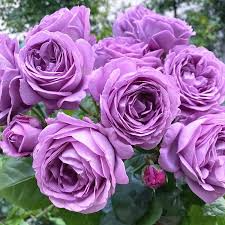 Purple Climbing Rose Seeds - 20 Seeds - Fragrant Fast-Growing Climbing Vine