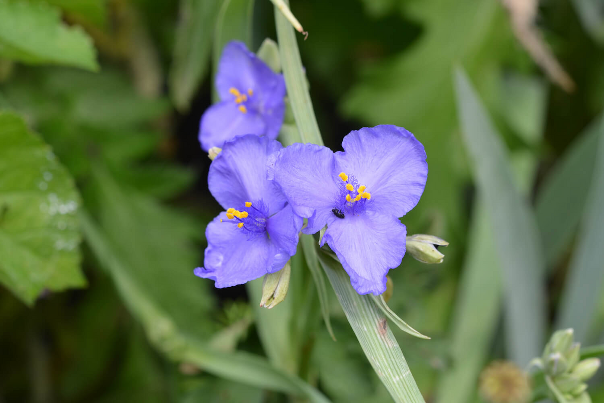 Tradescantia virginiana Cuttings - 10 Blue Spiderwort Stems (Rooted/Unrooted)