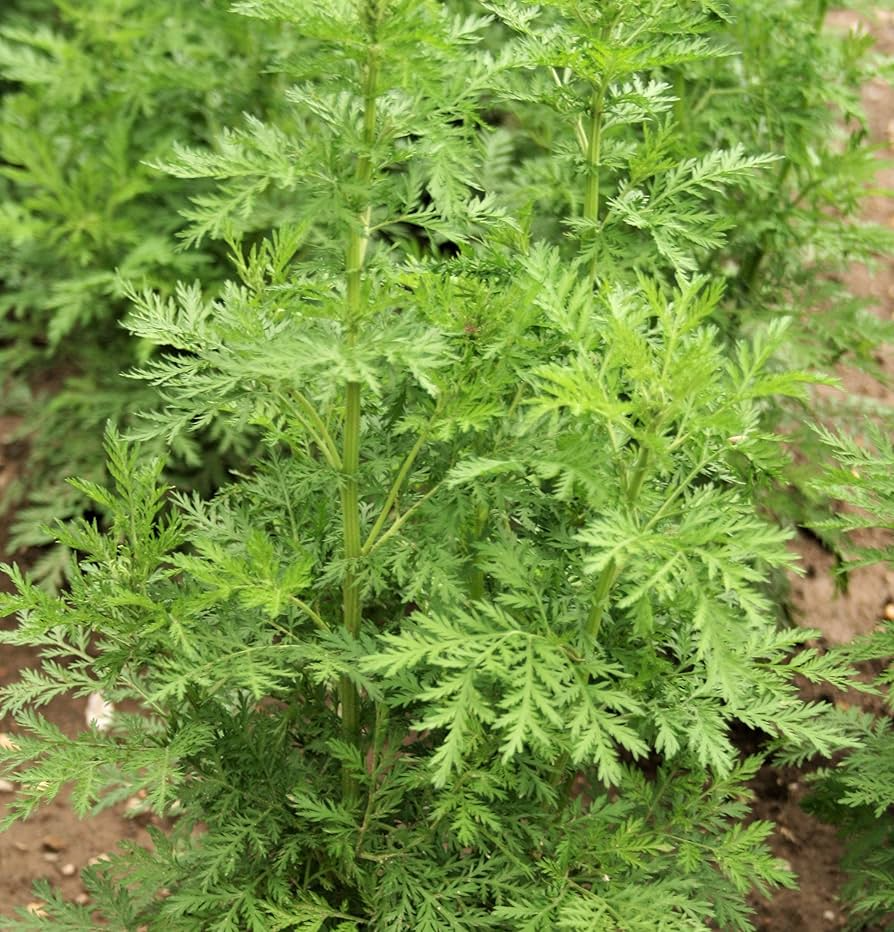 Sweet Wormwood Seeds (Artemisia annua) - 1000 Seeds for Tea & Garden