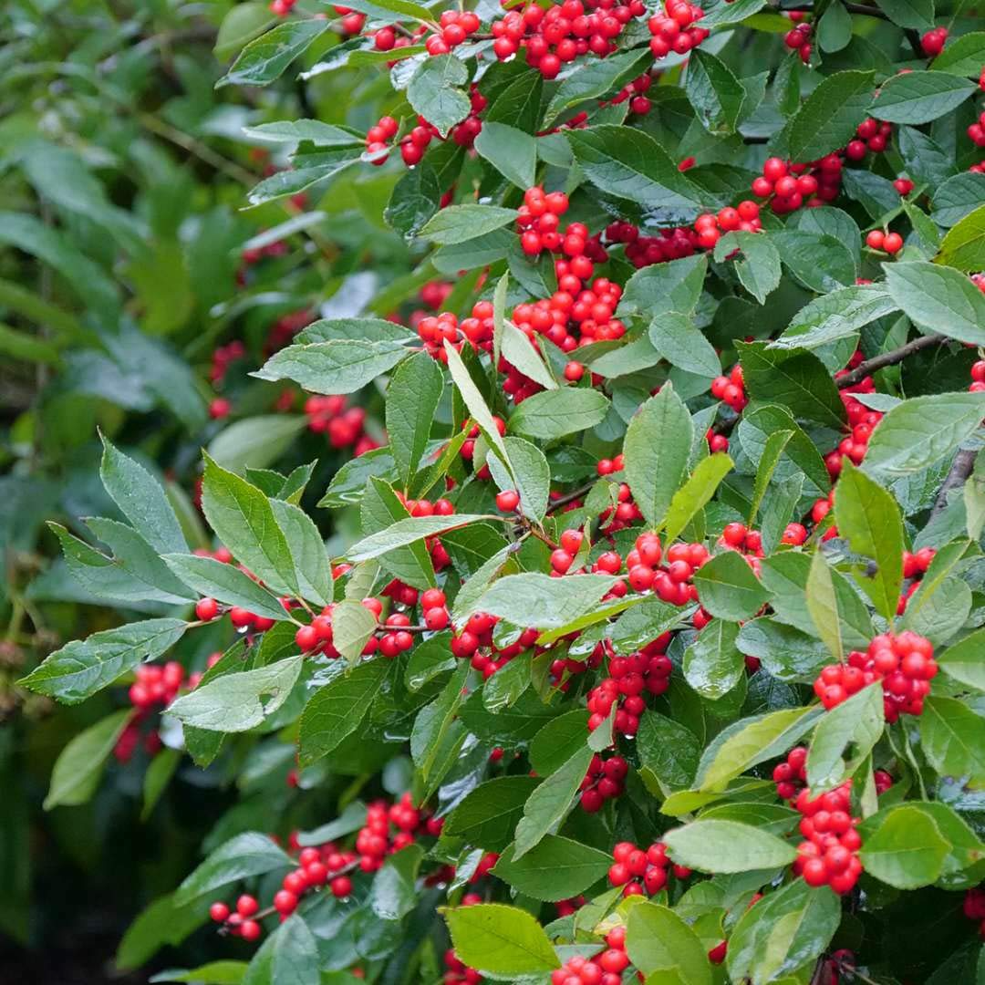 Ilex Verticillata (Winterberry Holly) Seeds - 250 mg for Planting