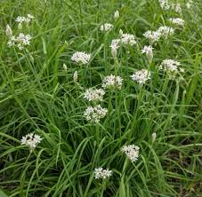 Garlic Chives Seeds - Allium tuberosum - 100 Seeds for Easy Planting