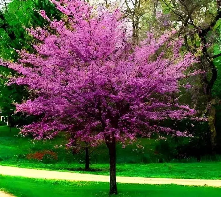 Eastern Redbud Tree Cercis canadensis - Bare Root 14–18" | Native Flowering Tree