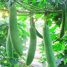 Luffa Gourd Seeds (Luffa aegyptiaca) - 20 Seeds | Non-GMO Sponge Gourd for Trellises