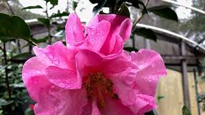 Camellia japonica Unrooted Cuttings – 5 Fresh 6-8 Inch Cuttings for Propagation