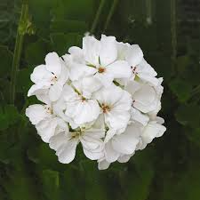 Geranium Patriot White - Well-Rooted 4" Starter Plant (Pelargonium)
