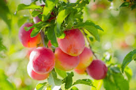 Japanese Plum Cuttings (Prunus salicina) - Red & Yellow, White Spring Flowers, Edible Fruit
