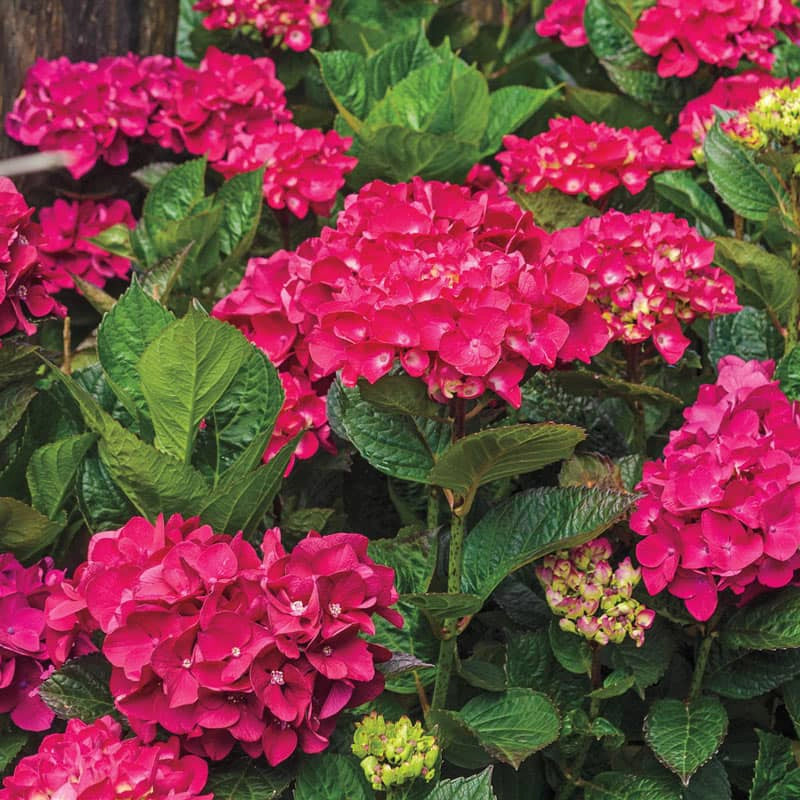 Magenta Hydrangea Cuttings - 8 Live Stems, 6" | Hydrangea macrophylla Cutting