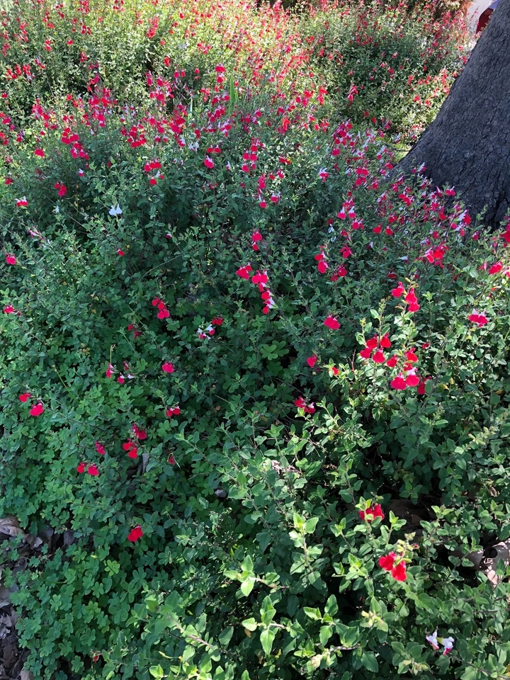 Red Autumn Sage Cuttings (Salvia greggii) - 15 Pcs Organic, 6" Avg. Rooting Difficulty, Hummingbird Attractant