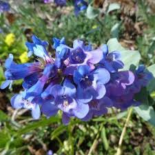 Penstemon Nitidus Seeds (Waxleaf Beardtongue) - 100 mg for Planting