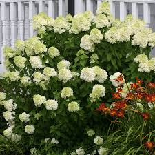 Hydrangea Limelight Rooted Cuttings – 6 Healthy 6-10 in, White to Lime-Green Blooms