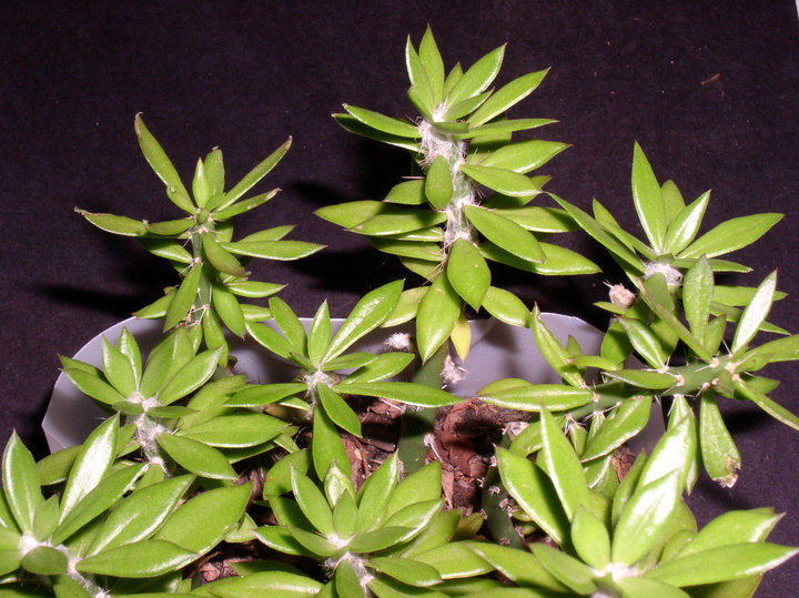 Pereskiopsis spathulata Cuttings for Cactus Grafting - 5x 2-4" Rootstock