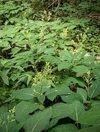 Stone Root Plants (Collinsonia canadensis) - 10 Bare Root Perennial for Shade & Woodland Gardens