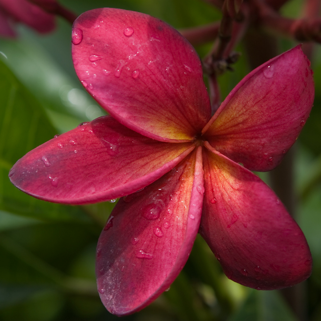 Plumeria Wildfire Cuttings - Frangipani Red, 9-12 Inches, 2 Cuttings