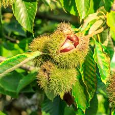 Dunstan Chestnut Tree Seeds - Hybrid Castanea dentata x mollissima (10 Seeds) – Blight-Resistant, Cold-Hardy
