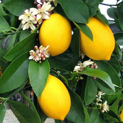 Perfume Lemon Seeds - Citrus limon for Bonsai & Indoor/Outdoor Growing (30 Seeds)