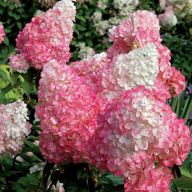 Hydrangea paniculata Vanillastrawberry Cuttings — 6 Rooted Plants, Pink/White Blooms, USDA Zones 4-9
