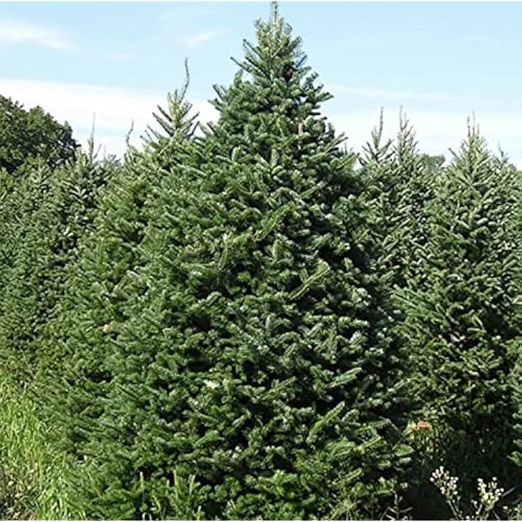 Abies balsamea Seeds - Balsam Fir (30 seeds) from Lake States | Cold-Hardy Evergreen for Planting & Landscaping
