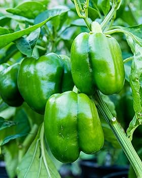Large Green Bell Pepper Seeds (Capsicum annuum) - 100+ Non-GMO | Easy to Grow