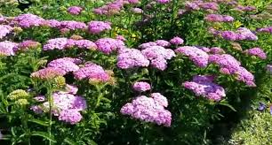 Yarrow Live Plant (Achillea millefolium) Starter Plant - Pollinator Garden