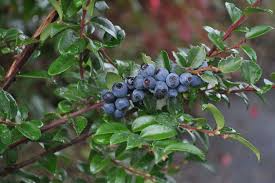 Vaccinium ovatum Cuttings - 6 Count | Evergreen Huckleberry Native Shrub