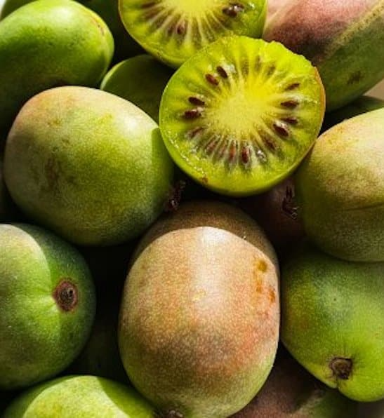 Hardy Kiwi Actinidia Arguta Geneva - Organic Female Unrooted Cuttings (10) – Non-GMO