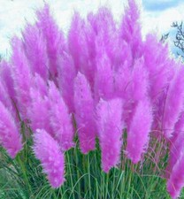 Purple Pampas Grass Plugs (Cortaderia selloana) – 3 Plants, 3-5" Tall, Full Sun, Zones 3-10
