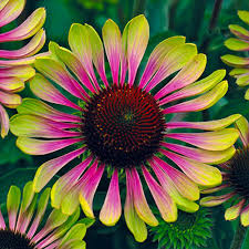 20 Green Twister Purple Coneflower Seeds (Echinacea purpurea) - Bi-Colored Coneflower Seeds