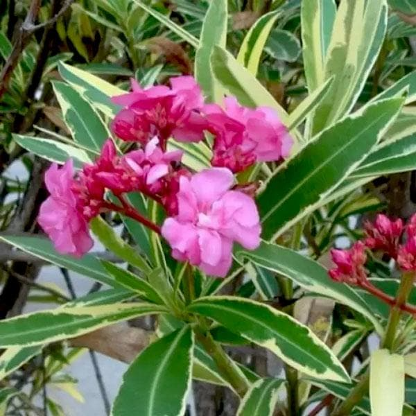 Oleander Nerium Oleander - 5 Fresh Unrooted Cuttings for Rooting or Grafting
