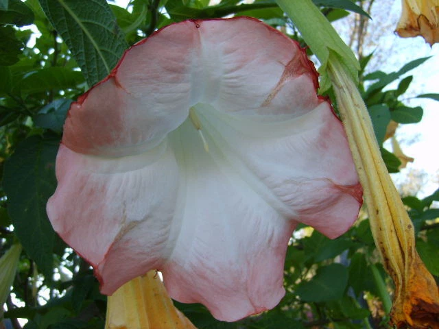 Brugmansia versicolor Peach Pink - 2 Unrooted Cuttings (6") | Angel Trumpet