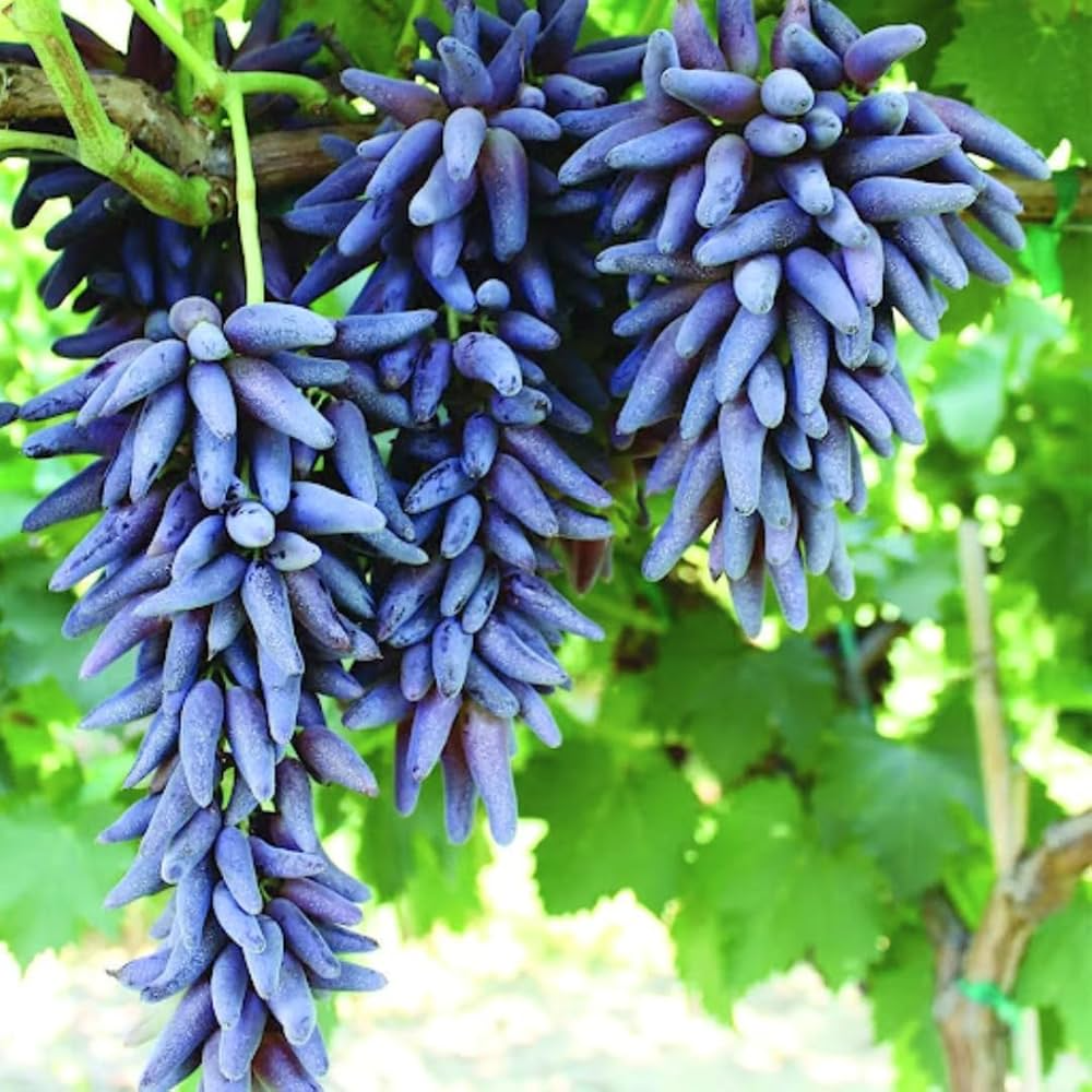 Witch Fingers Grape Cuttings (2) - Vitis vinifera Unrooted, Waxed Ends for Propagation