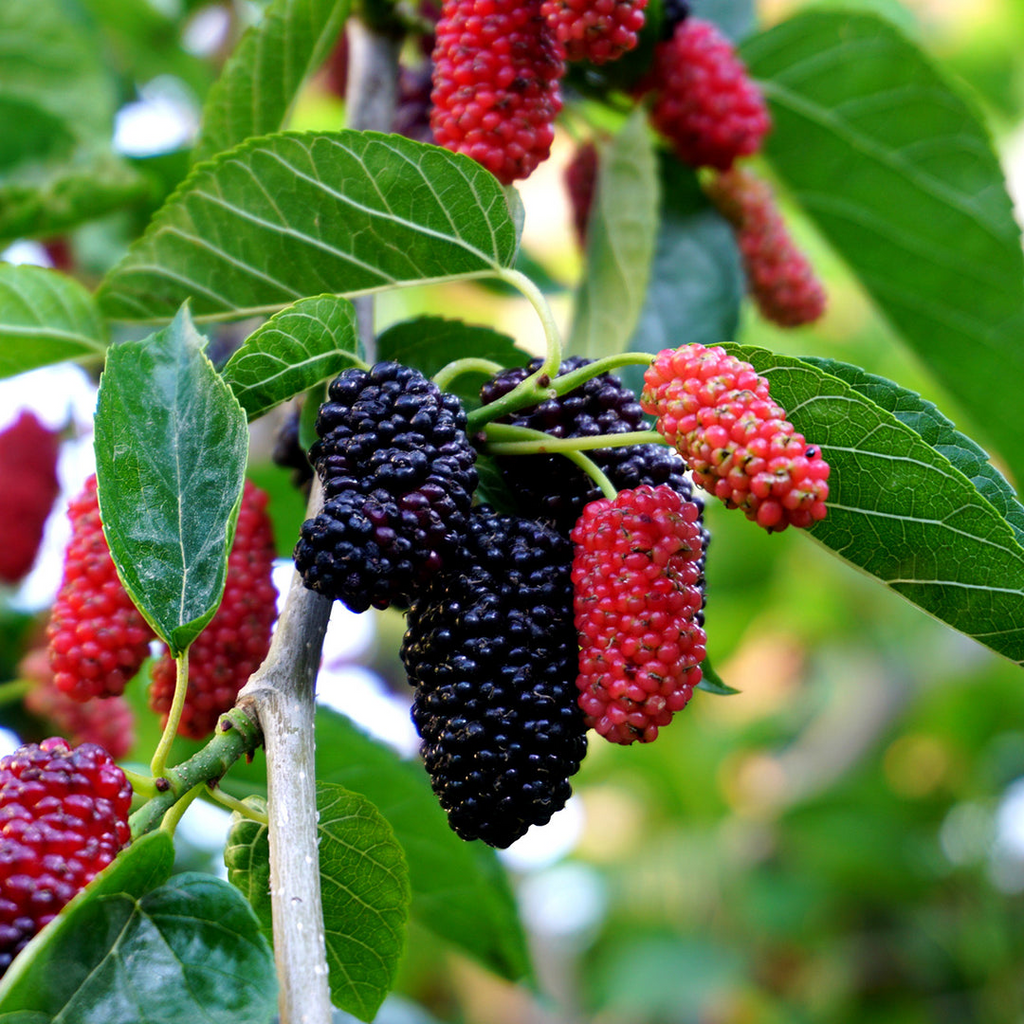 Dwarf Everbearing Mulberry Live Plant (Morus nigra) - Rooted Starter Plant, 3-15 inches