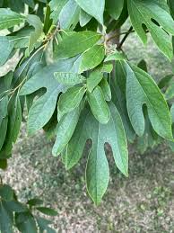 Sassafras albidum Cuttings - 10 Fresh Unrooted Cuttings for Edible/Wildlife/Ornamental Uses