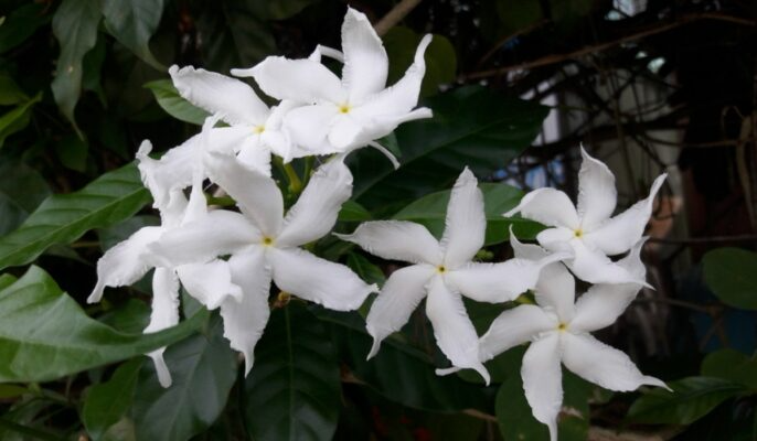 Crape Jasmine Cuttings (Tabernaemontana divaricata) - 12 Live Clippings, Fragrant White Pinwheel Flowers