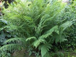 Lady Fern (Athyrium filix-femina) Bare Root — Set of 3 Perennial Ferns for Shade Gardens