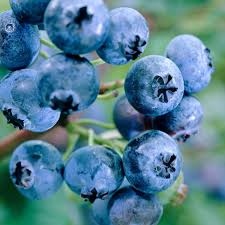 Vaccinium Cuttings - 4 Pack Evergreen Blueberry Ornamental Shrub