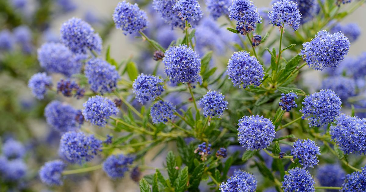 Ceanothus California Lilac Cuttings - 3 Unrooted 6" Stems, Fragrant Blue Blooms, Drought-Tolerant, Deer-Resistant