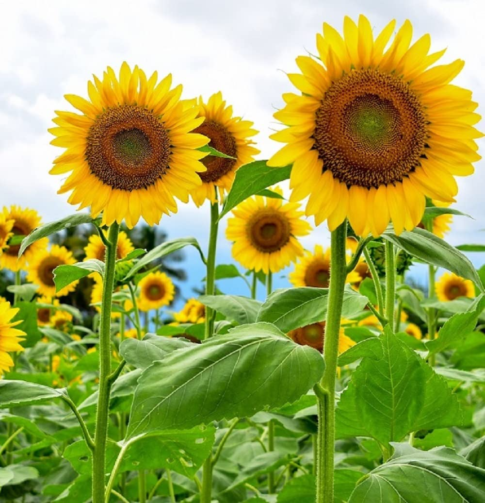 Mammoth Sunflower Seeds (Helianthus annuus) - 100+ Giant Seeds for Tall Plants, Pollinators, Privacy & Bouquets