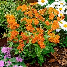 Butterfly Weed Plants (Asclepias tuberosa) - Bare Root Set of 3 | Perennial Wildflower