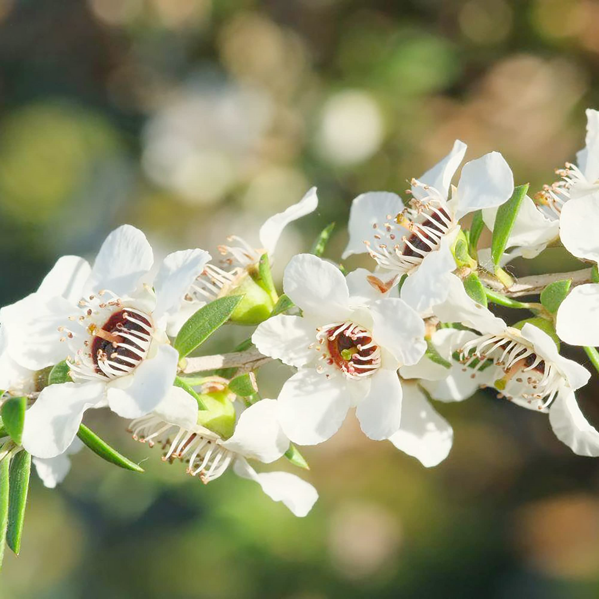 Manuka Tea Tree Seeds (Leptospermum scoparium) - 100 Seeds, Honey Bush, New Zealand