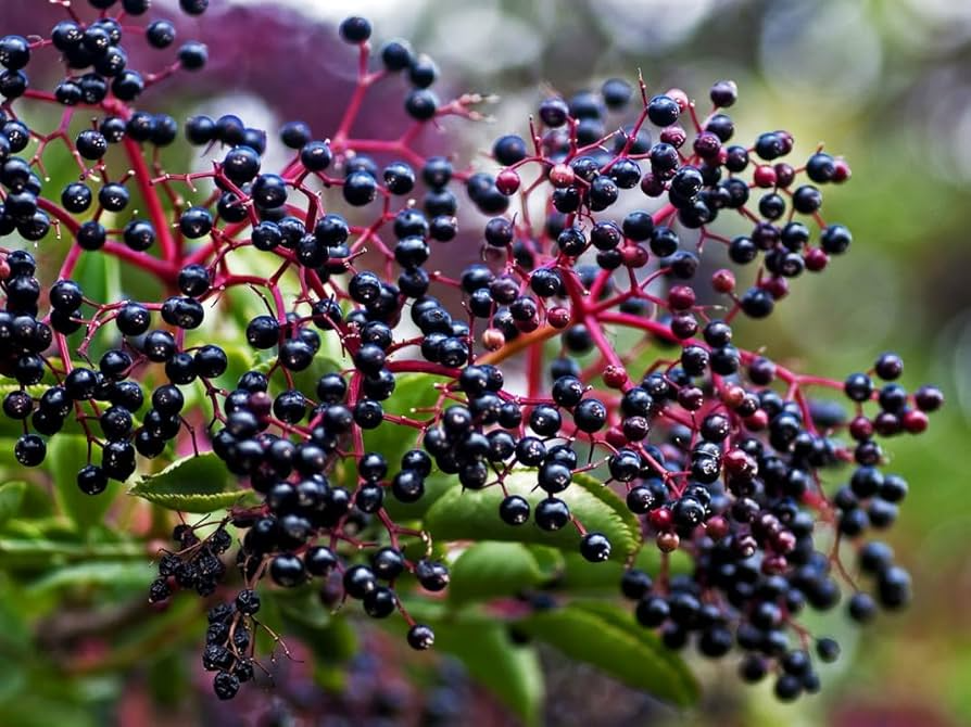 American Elderberry Cuttings - 10 Unrooted Sambucus canadensis Cuttings - Organic Appalachian Grown