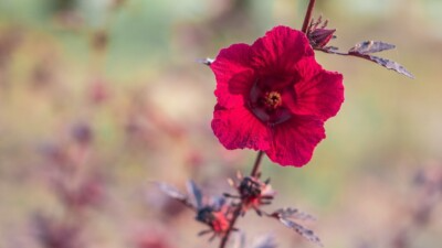 Cranberry Hibiscus Cuttings (Hibiscus acetosella) – 7 Live Unrooted Clippings