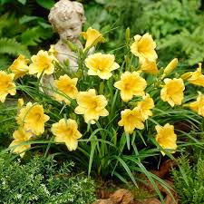 Stella D'Oro Daylily (Hemerocallis 'Stella de Oro') - 3 Bare Root Plants