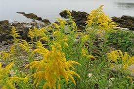 Solidago nemoralis Goldenrod Bare Root Plants - 3 Pack